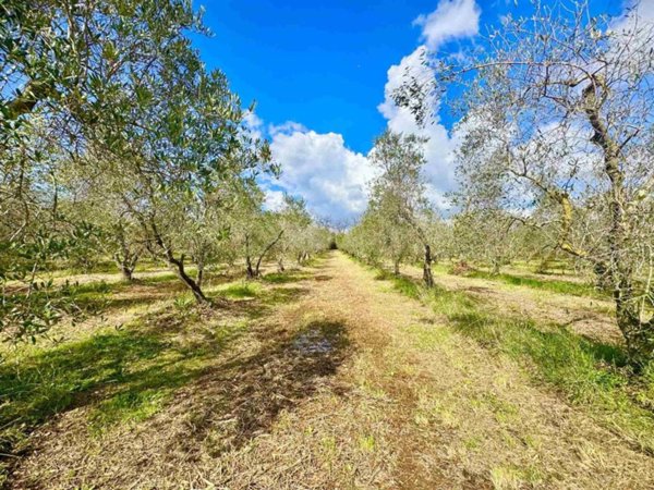 terreno agricolo in vendita a Bibbona