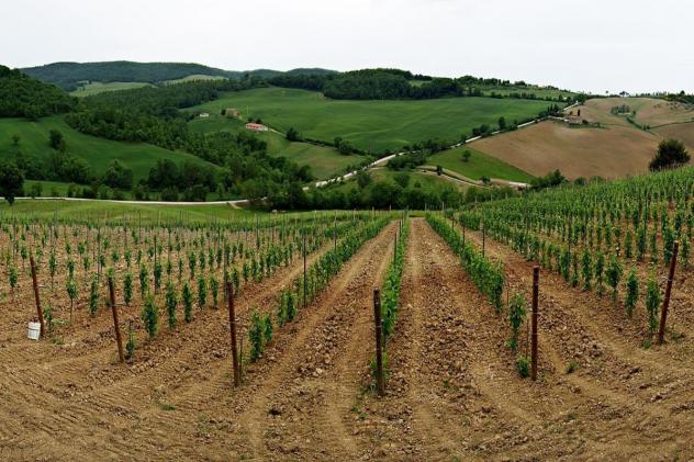 terreno agricolo in vendita a Bibbona