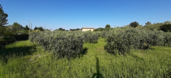 terreno agricolo in vendita a Bibbona in zona Marina di Bibbona
