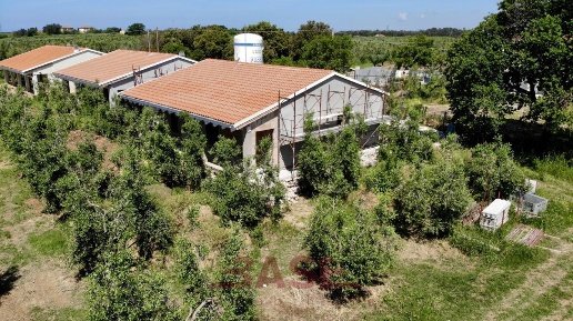 casa indipendente in vendita a Bibbona in zona Marina di Bibbona