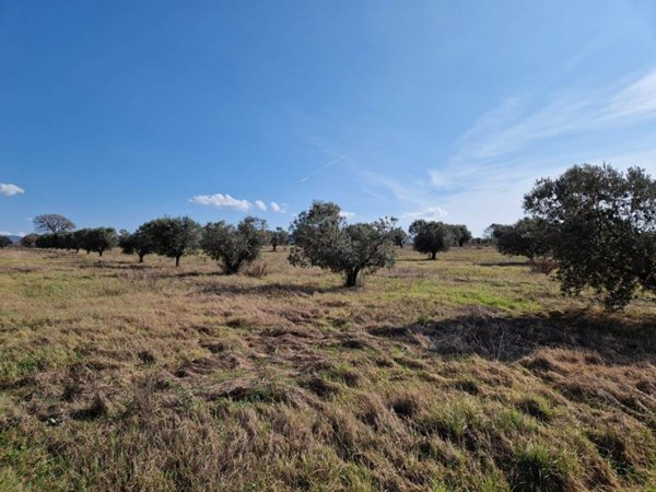 terreno agricolo in vendita a Bibbona in zona La California