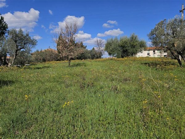 terreno agricolo in vendita a Bibbona