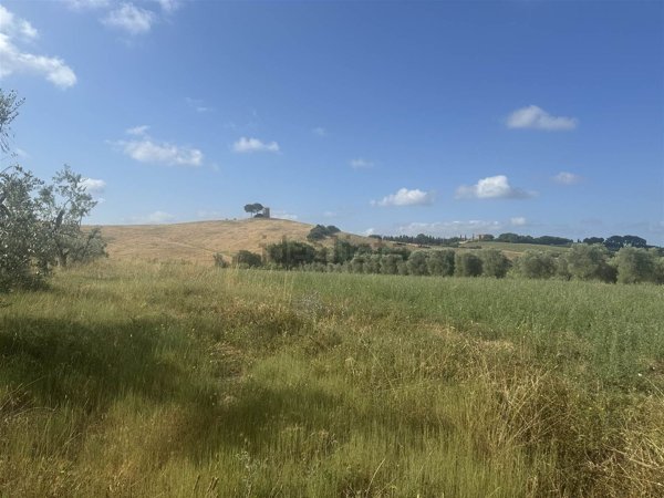 terreno agricolo in vendita a Bibbona in zona La California