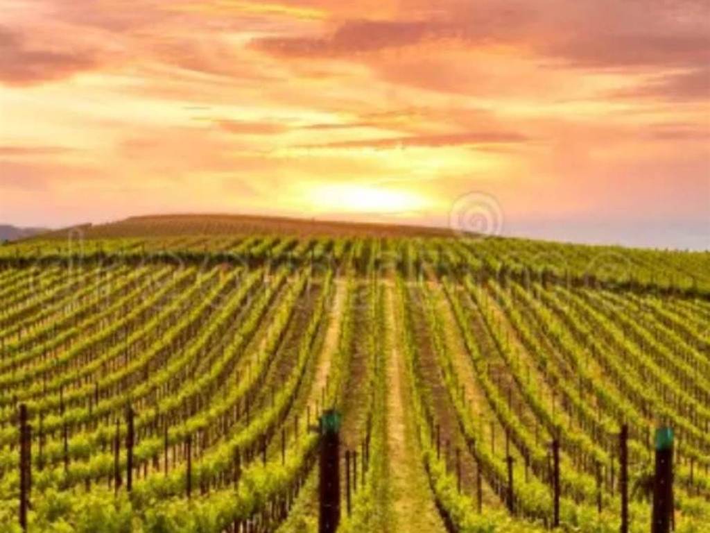 terreno agricolo in vendita a Bibbona