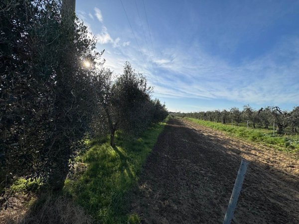 terreno agricolo in vendita a Bibbona in zona La California