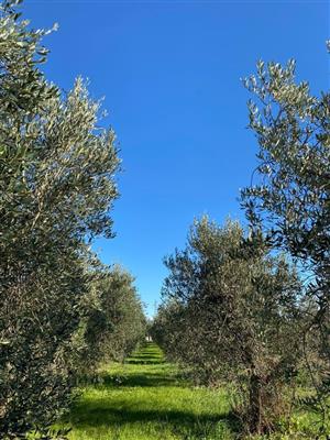 locale di sgombero in vendita a Campiglia Marittima in zona Venturina