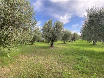 terreno agricolo in vendita a Campiglia Marittima in zona Cafaggio