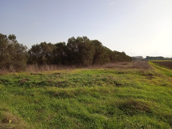 terreno agricolo in vendita a Campiglia Marittima in zona Venturina