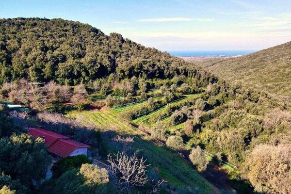 appartamento in vendita a Campiglia Marittima