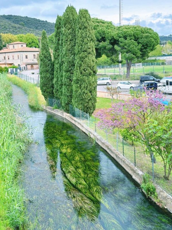 appartamento in vendita a Campiglia Marittima