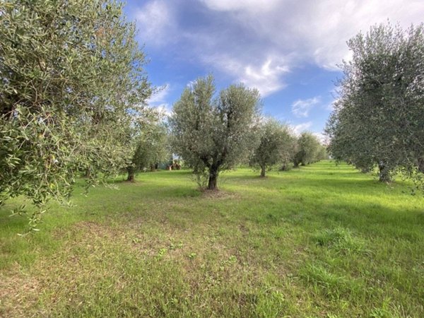 terreno agricolo in vendita a Campiglia Marittima in zona Cafaggio