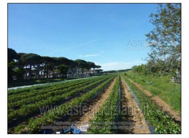 terreno agricolo in vendita a Campiglia Marittima