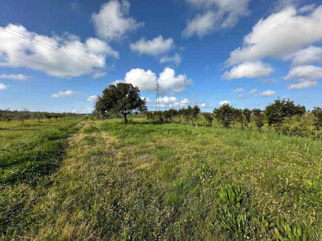 terreno agricolo in vendita a Campiglia Marittima in zona Venturina