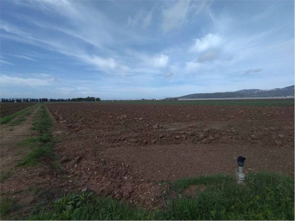 terreno agricolo in vendita a Campiglia Marittima
