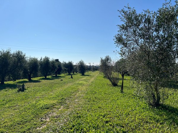 terreno agricolo in vendita a Campiglia Marittima in zona Venturina