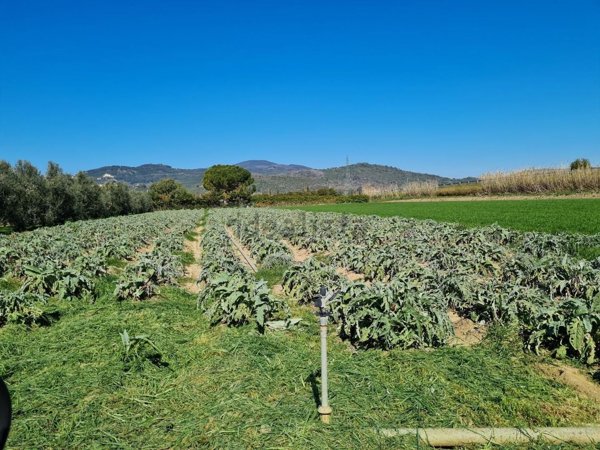 capannone in vendita a Campiglia Marittima in zona Cafaggio
