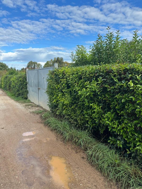 terreno agricolo in vendita a Campiglia Marittima