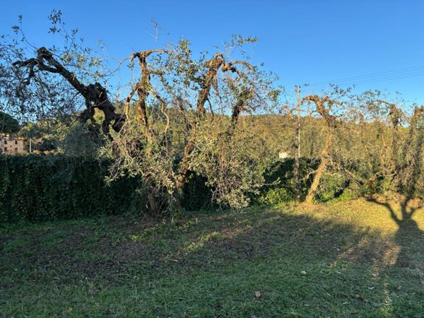 terreno agricolo in vendita a Campiglia Marittima in zona Venturina