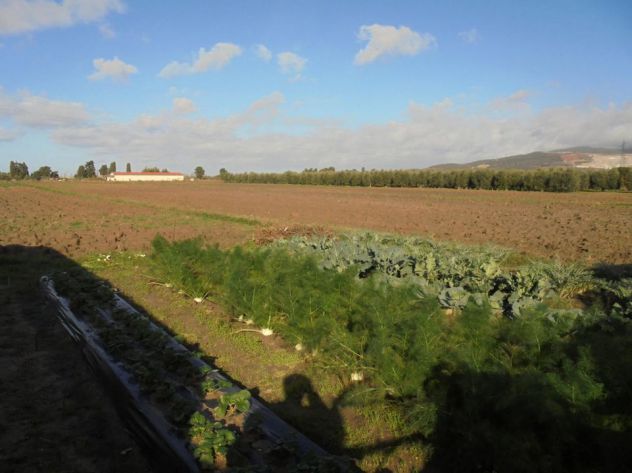 terreno agricolo in vendita a Campiglia Marittima