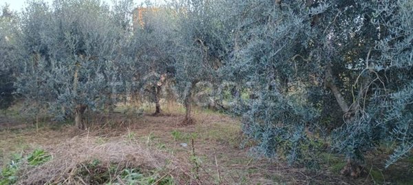 terreno agricolo in vendita a Campiglia Marittima in zona Venturina