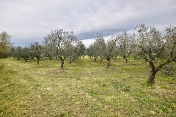 terreno agricolo in vendita a Campiglia Marittima