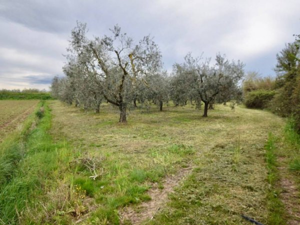 terreno agricolo in vendita a Campiglia Marittima