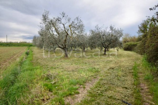 terreno agricolo in vendita a Campiglia Marittima