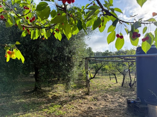 terreno agricolo in vendita a Campiglia Marittima in zona Cafaggio