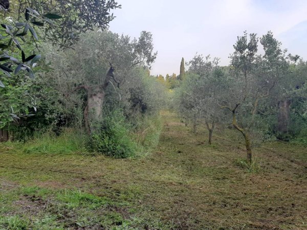 terreno agricolo in vendita a Campiglia Marittima in zona Cafaggio