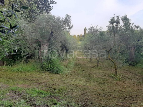 terreno agricolo in vendita a Campiglia Marittima in zona Cafaggio