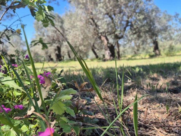 terreno agricolo in vendita a Campiglia Marittima in zona Venturina
