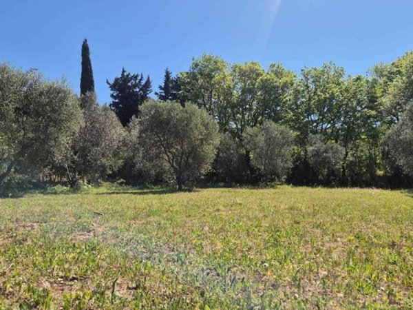terreno agricolo in vendita a Campiglia Marittima in zona Venturina