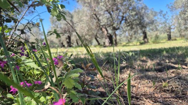 terreno agricolo in vendita a Campiglia Marittima in zona Venturina