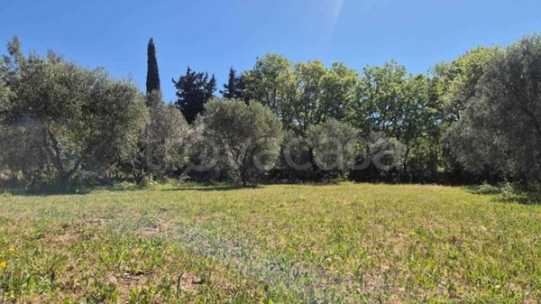 terreno agricolo in vendita a Campiglia Marittima in zona Venturina