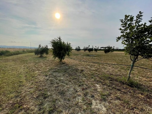 terreno agricolo in vendita a Campiglia Marittima