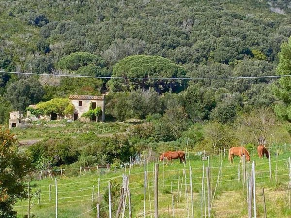 casa indipendente in vendita a Campo nell'Elba