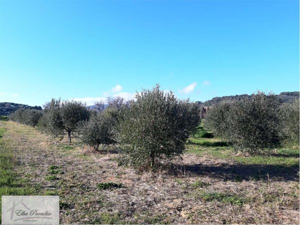 terreno agricolo in vendita a Capoliveri in zona Madonna delle Grazie