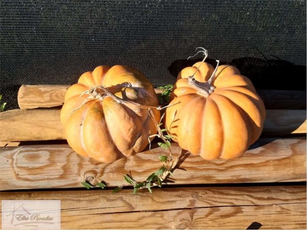 azienda agricola in vendita a Capoliveri in zona Madonna delle Grazie