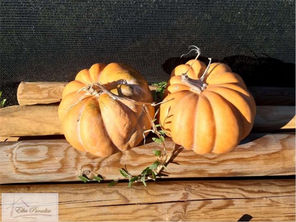 appartamento in vendita a Capoliveri in zona Mola