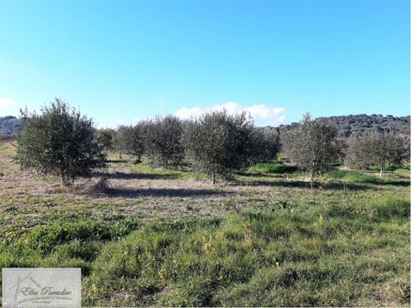 terreno agricolo in vendita a Capoliveri in zona Madonna delle Grazie