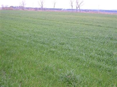 terreno agricolo in vendita a Castagneto Carducci in zona Bolgheri