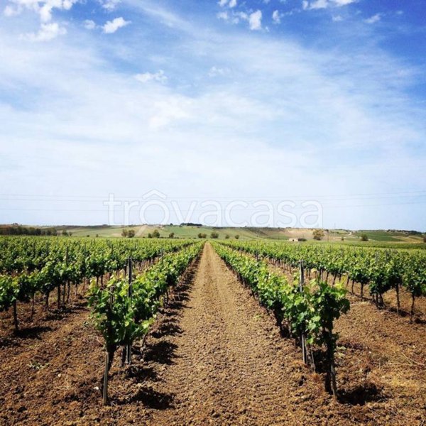 terreno agricolo in vendita a Castagneto Carducci in zona Bolgheri