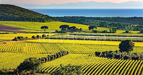 negozio in vendita a Castagneto Carducci in zona Bolgheri