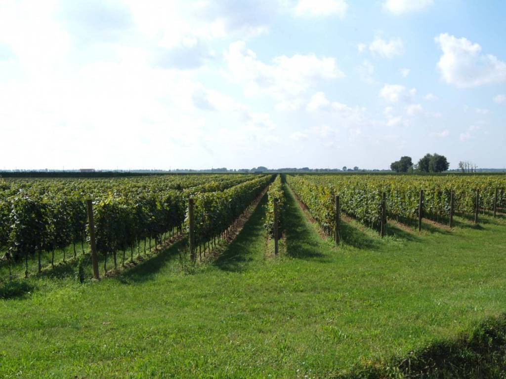 negozio in vendita a Castagneto Carducci in zona Bolgheri