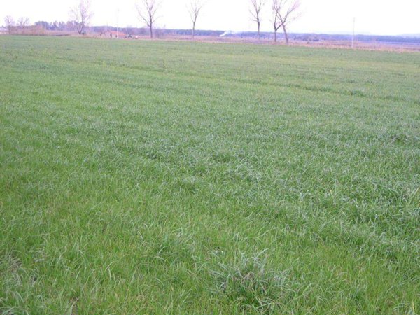 terreno agricolo in vendita a Castagneto Carducci in zona Bolgheri