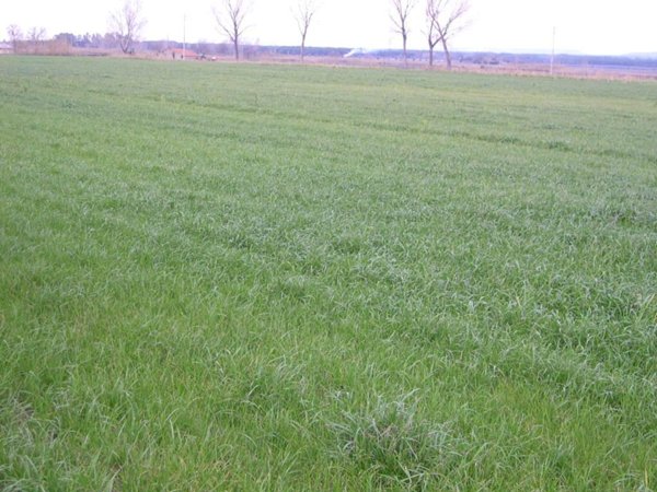 capannone in vendita a Castagneto Carducci in zona Bolgheri