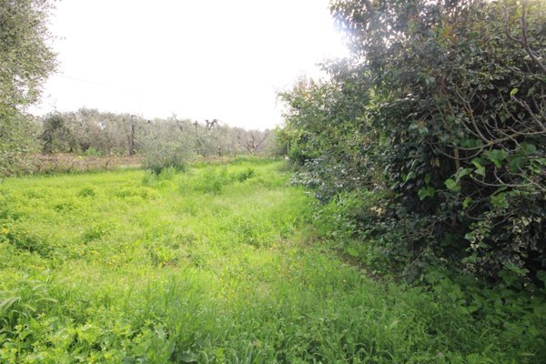 terreno agricolo in vendita a Castagneto Carducci in zona Donoratico