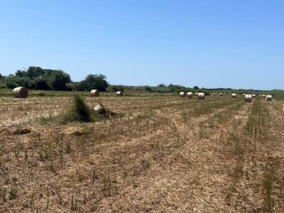 terreno agricolo in vendita a Castagneto Carducci
