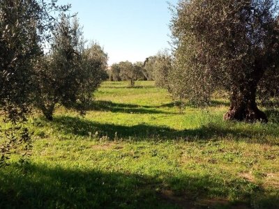 terreno agricolo in vendita a Castagneto Carducci