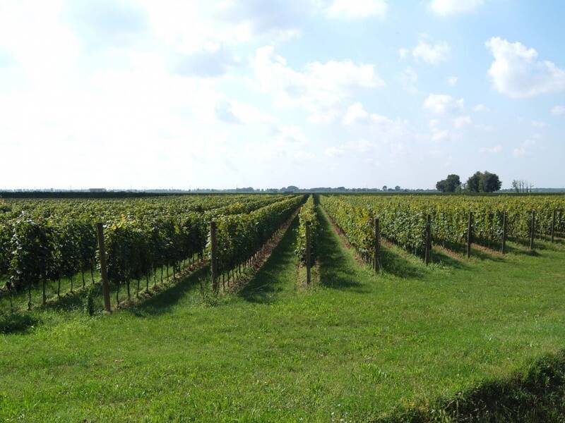 azienda agricola in vendita a Castagneto Carducci in zona Bolgheri